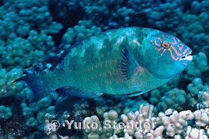Calotomus Stareye Parrotfish Calotomus carolinus