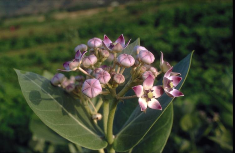 Calotropis procera Calotropis pest Department of Agriculture and Food