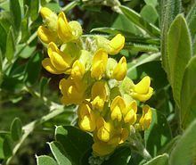 Calpurnia (plant) httpsuploadwikimediaorgwikipediacommonsthu