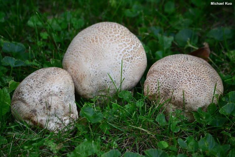 Calvatia Calvatia cyathiformis MushroomExpertCom