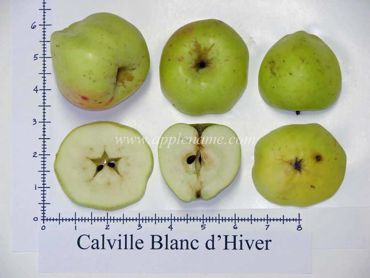 Calville Blanc d'hiver How to identify the Calville Blanc d39Hiver apple variety