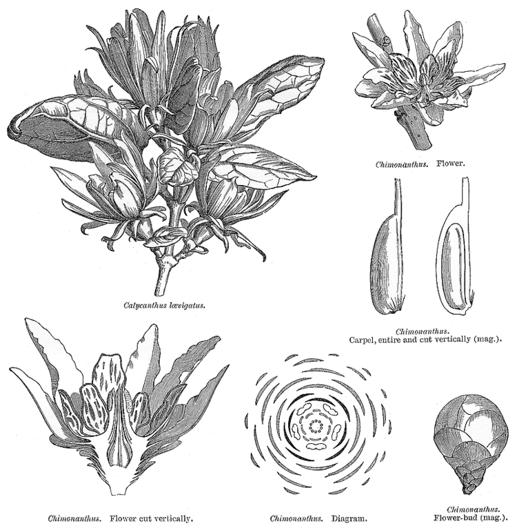 Calycanthaceae ftpdeltaintkeycomangioimagescalyc191gif