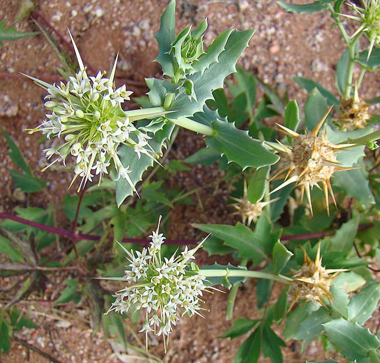Calyceraceae httpsuploadwikimediaorgwikipediacommonsff