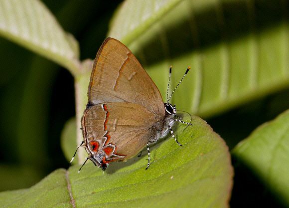 Calycopis Butterflies of Amazonia Calycopis atnius