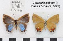 Calycopis isobeon httpsuploadwikimediaorgwikipediacommonsthu