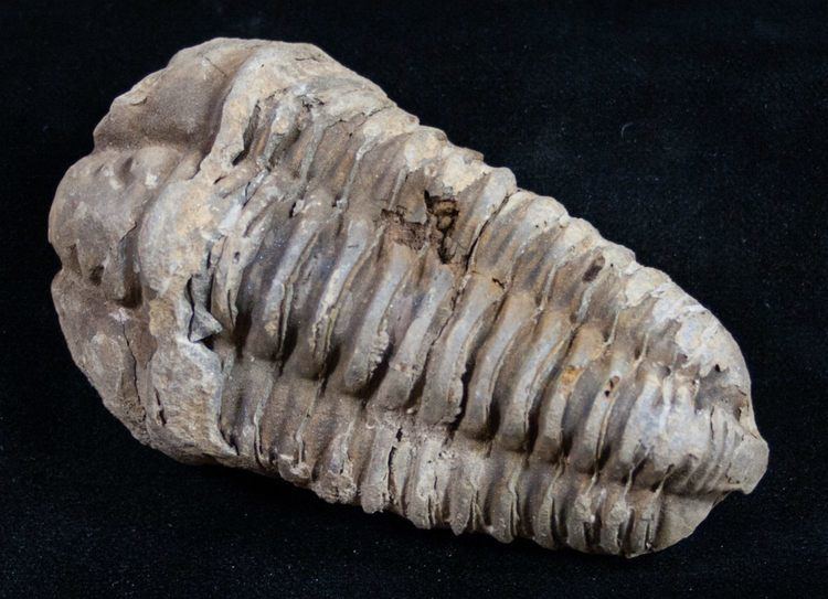 Calymene Calymene Trilobite From Morocco Large Size For Sale 9391