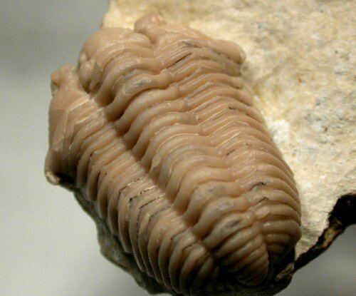 Calymene Calymene clavicula Oklahoma Silurian Trilobite