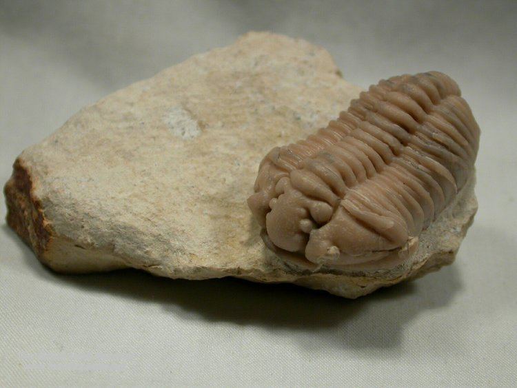 Calymene Calymene claviculai trilobite