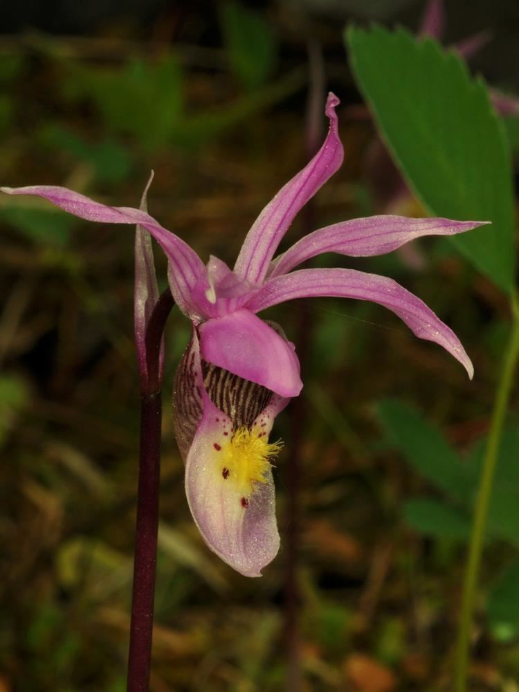 Calypso bulbosa Calypso bulbosa Calypso Fairy Slipper Go Orchids