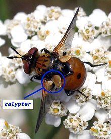 Calypter httpsuploadwikimediaorgwikipediacommonsthu