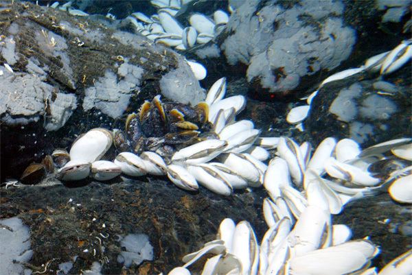Calyptogena magnifica Okeanos Explorer Expeditions Galpagos Rift 2011 Biology