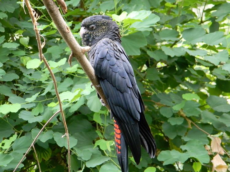 Calyptorhynchus FileRedtailed black cockatoo Calyptorhynchus banksii naso1JPG
