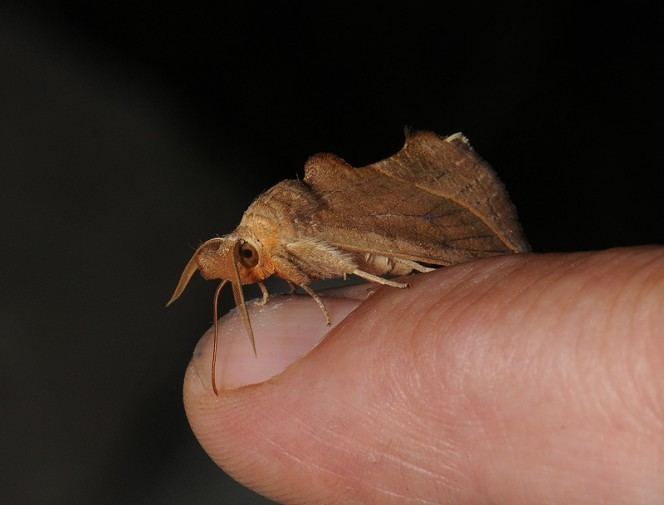 Calyptra (moth) Please Meet The Vampire Moth