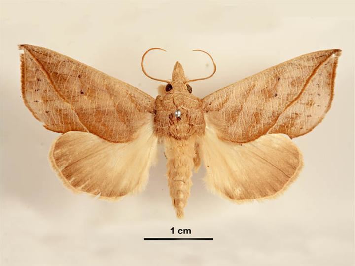 Calyptra (moth) httpsuploadwikimediaorgwikipediacommonsdd