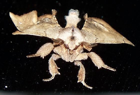 Calyptra (moth) Strange looking moth Plusiodonta Calyptra Apatelodes torrefacta