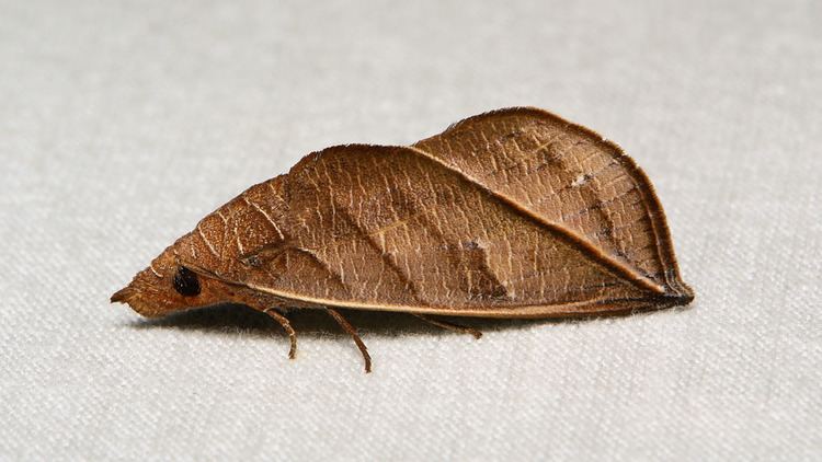 Calyptra (moth) Vampire Moth Calyptra orthograpta Calpinae Erebidae Flickr