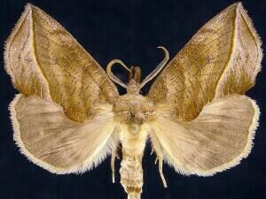 Calyptra (moth) Moth Photographers Group Calyptra canadensis 8536