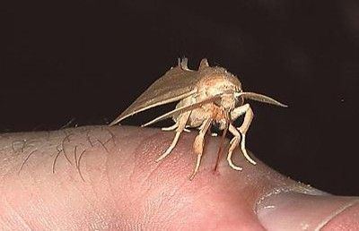 Calyptra (moth) SkinPiercing Vampire Moth Vants Your Blood TreeHugger