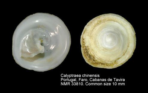 Calyptraea chinensis HomeNATURAL HISTORY MUSEUM ROTTERDAM Mollusca Gastropoda