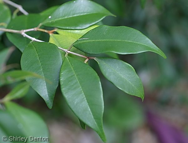 Calyptranthes Florida Native Plant Society