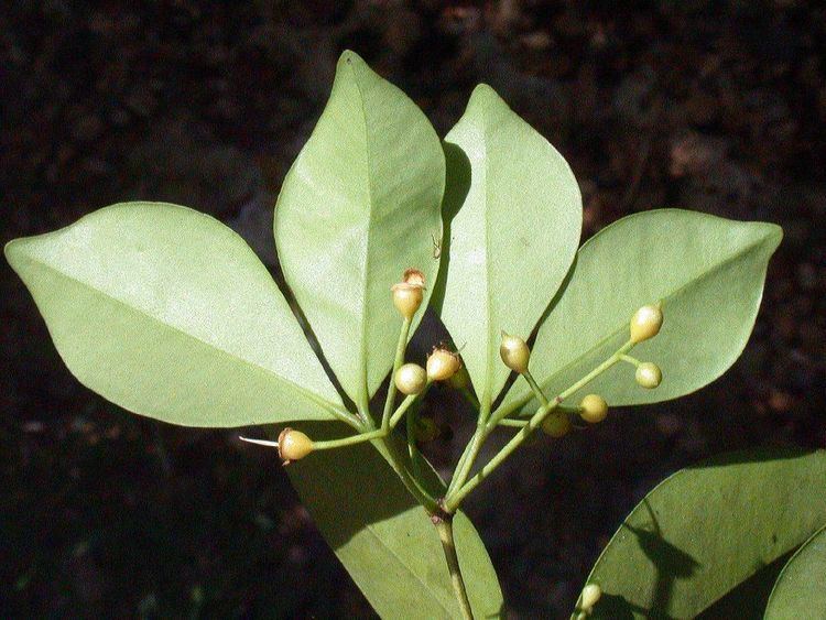 Calyptranthes Calyptranthes suzigium Myrtaceae image 1878 at PlantSystematicsorg