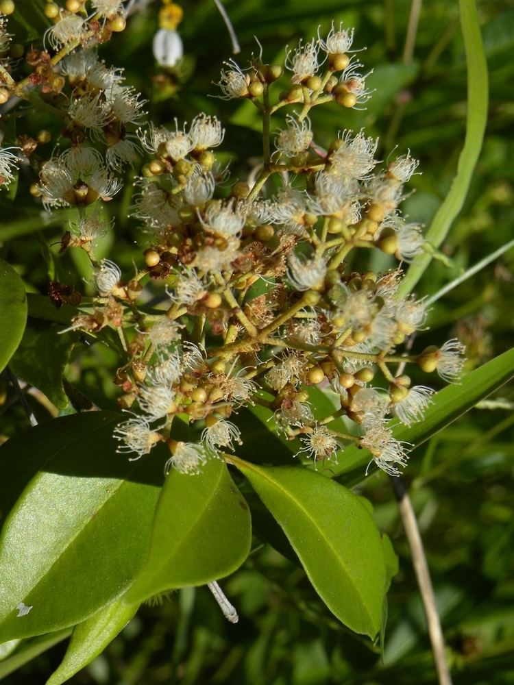 Calyptranthes Leon Levy Native Plant Preserve Plant Listings Calyptranthes pallens