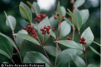 Calyptranthes Plants Profile for Calyptranthes thomasiana Thomas39 lidflower