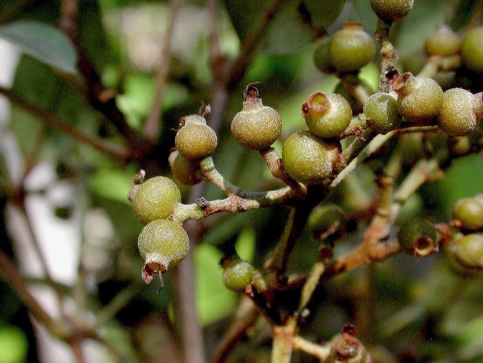 Calyptranthes Calyptranthes pallens Myrtaceae image 95 at PlantSystematicsorg