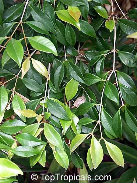 Calyptranthes Calyptranthes pallens Spicewood Pale Lidflower TopTropicalscom