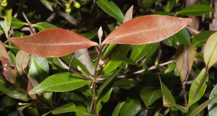 Calyptranthes Calyptranthes concinna Useful Tropical Plants