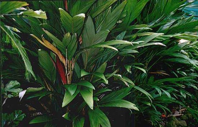 Calyptrocalyx Calyptrocalyx hollrungii Palmpedia Palm Grower39s Guide