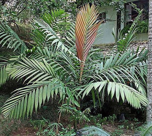Calyptrocalyx Calyptrocalyx albertisianus Palmpedia Palm Grower39s Guide