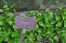 Calystegia affinis httpsuploadwikimediaorgwikipediacommonsthu