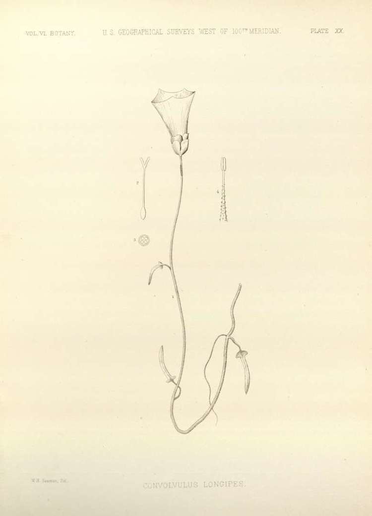 Calystegia longipes