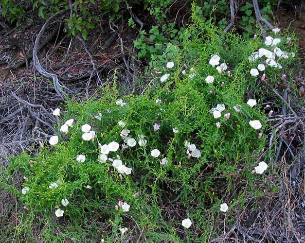Calystegia macrostegia Wildflowers NPS SAMO NRA Calystegia macrostegia ssp cyclostegia