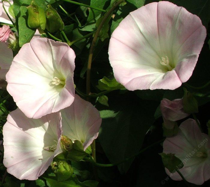 Calystegia macrostegia wwwlaspilitascomimagesgrid24246756simages