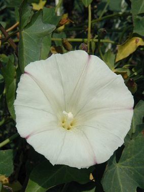 Calystegia purpurata calscapecomPhotosCalystegiapurpuratassppurpu