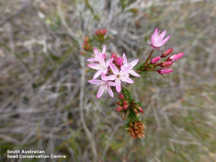 Calytrix tetragona Calytrix tetragona