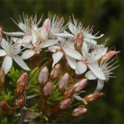 Calytrix tetragona httpswwwanbggovaugnpgnp2calytrixtetragon