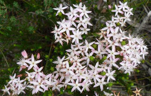 Calytrix tetragona Calytrix tetragona Fringe Myrtle