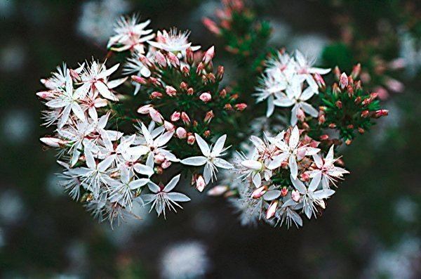 Calytrix tetragona CalytrixTetragonajpg