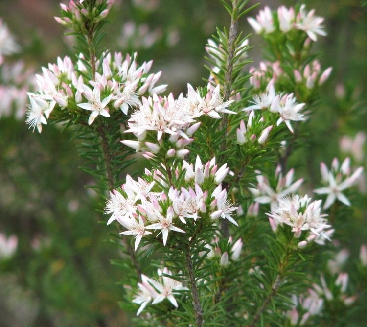 Calytrix tetragona Calytrix Wikipedia