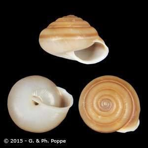 Camaenidae CAMAENIDAE Shells For Sale Conchology Inc