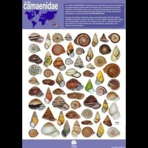 Camaenidae Poster on family CAMAENIDAE Spanish IBERUS SHELLS