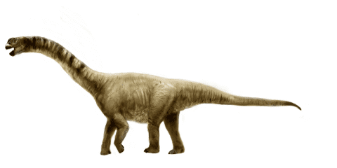 Camarasaurus Camarasaurus Natural History Museum of Utah