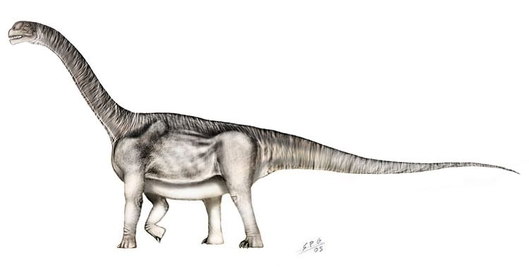 Camarasaurus httpswwwnewdinosaurscomwpcontentuploads20
