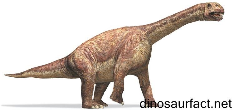 Camarasaurus Camarasaurus dinosaur