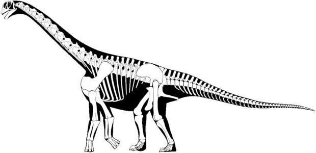 Camarasaurus 10 Facts About Camarasaurus Mental Floss