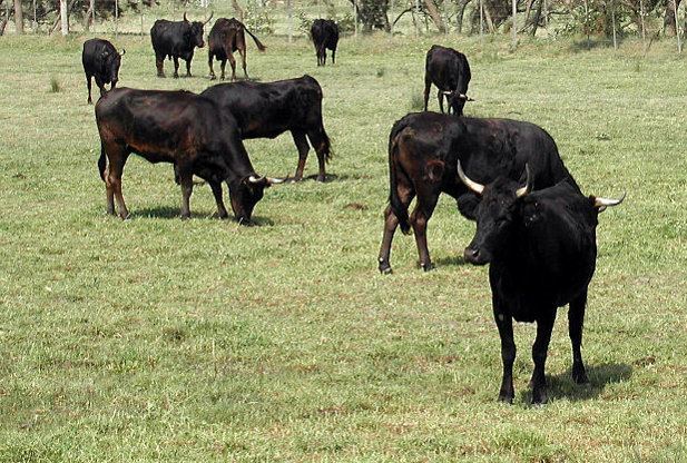 Camargue cattle Camargue Cattle Redorbit