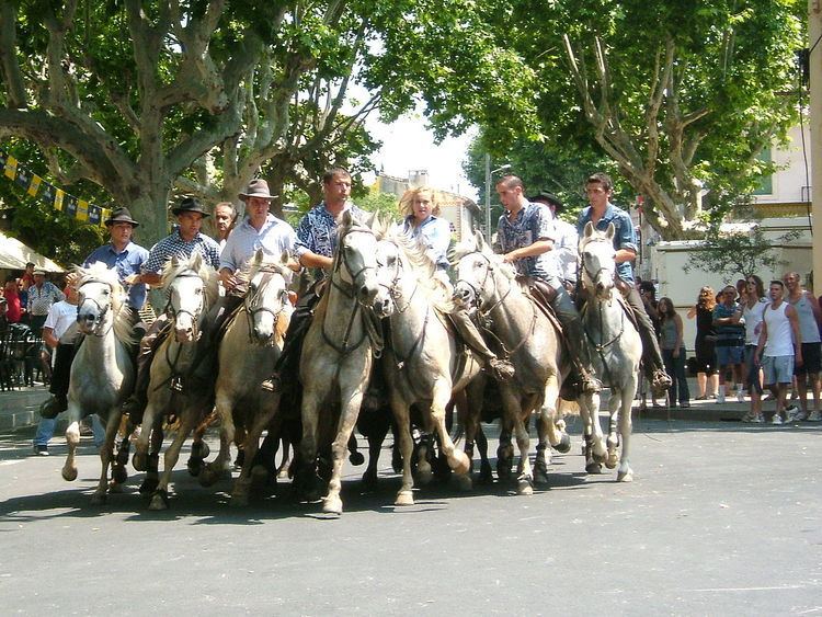 Camargue equitation